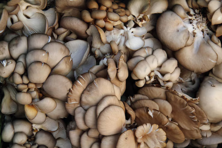The Ultimate Guide to Mushrooms: Health, Herbal Supplements, and Skincare Benefits in the USA