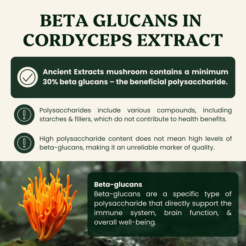 Cordyceps Mushroom Extract Powder - 30% Beta-glucan (60g)